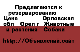 Предлагаются к резервированию!!!! › Цена ­ 25 000 - Орловская обл., Орел г. Животные и растения » Собаки   